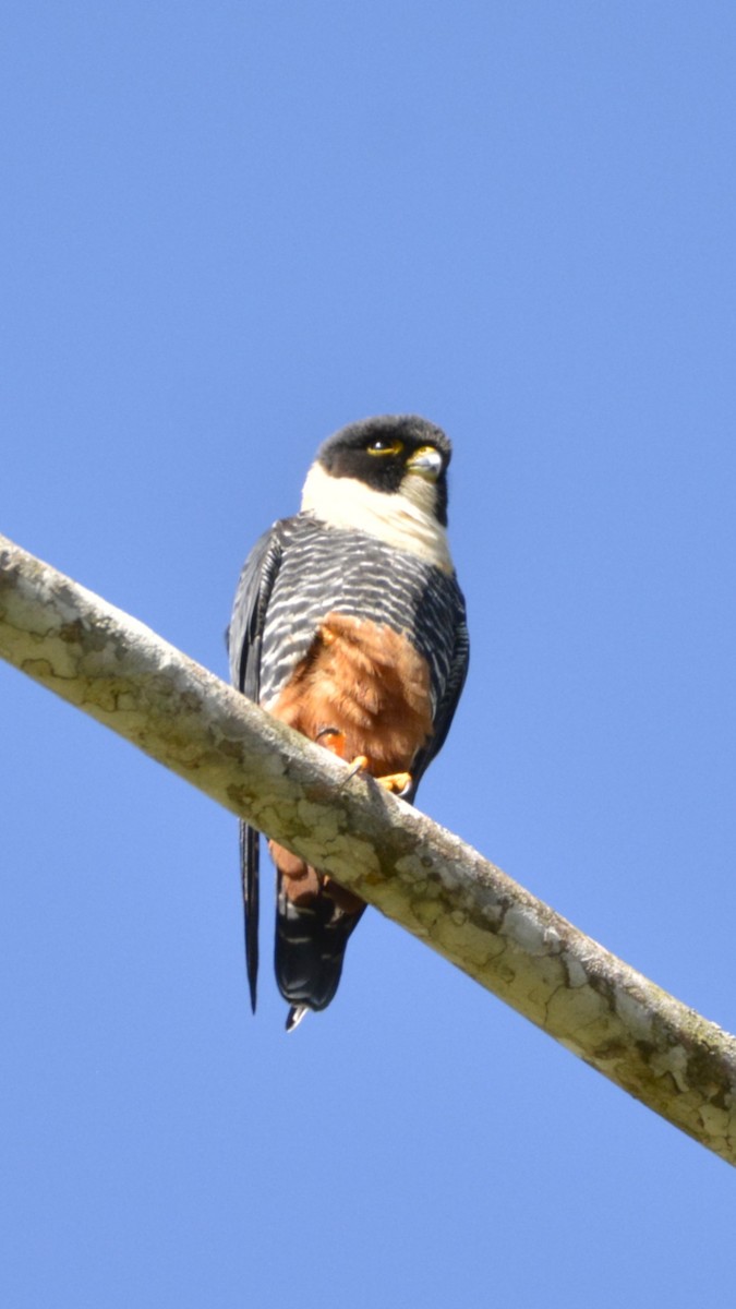Bat Falcon - ML644120651