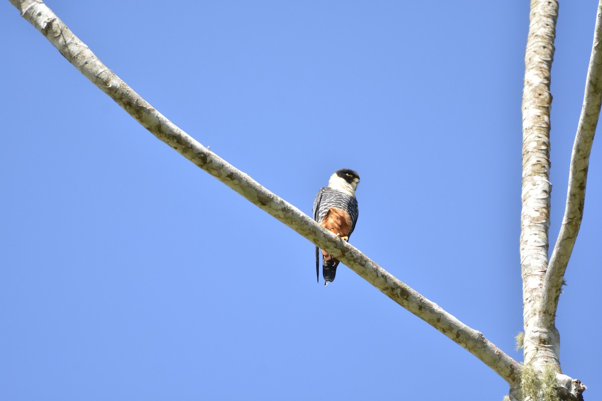 Bat Falcon - ML644120652