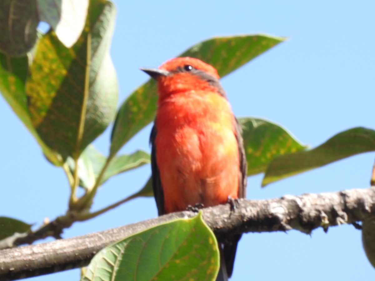 Vermilion Flycatcher - ML644120653