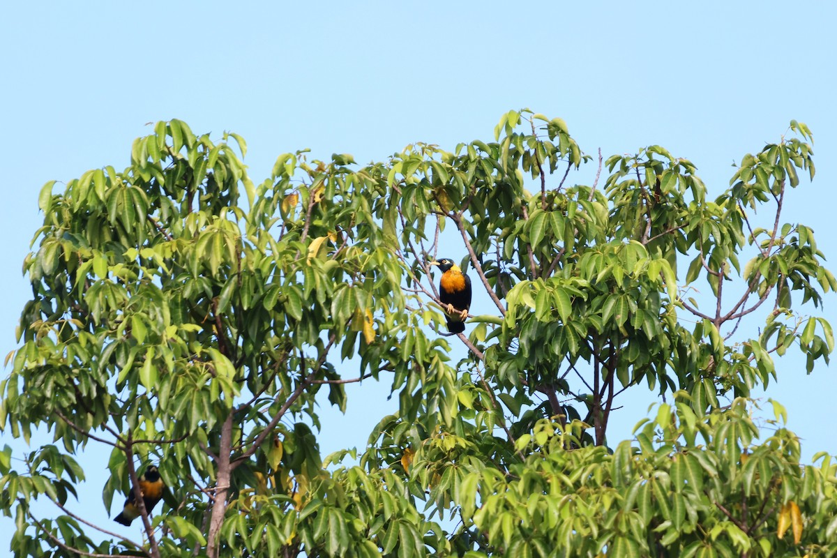 Orangeatzel - ML644120656