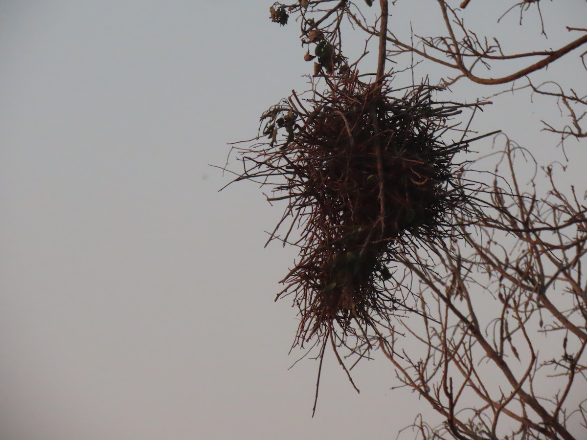 コシアカムクドリモドキ - ML644120667