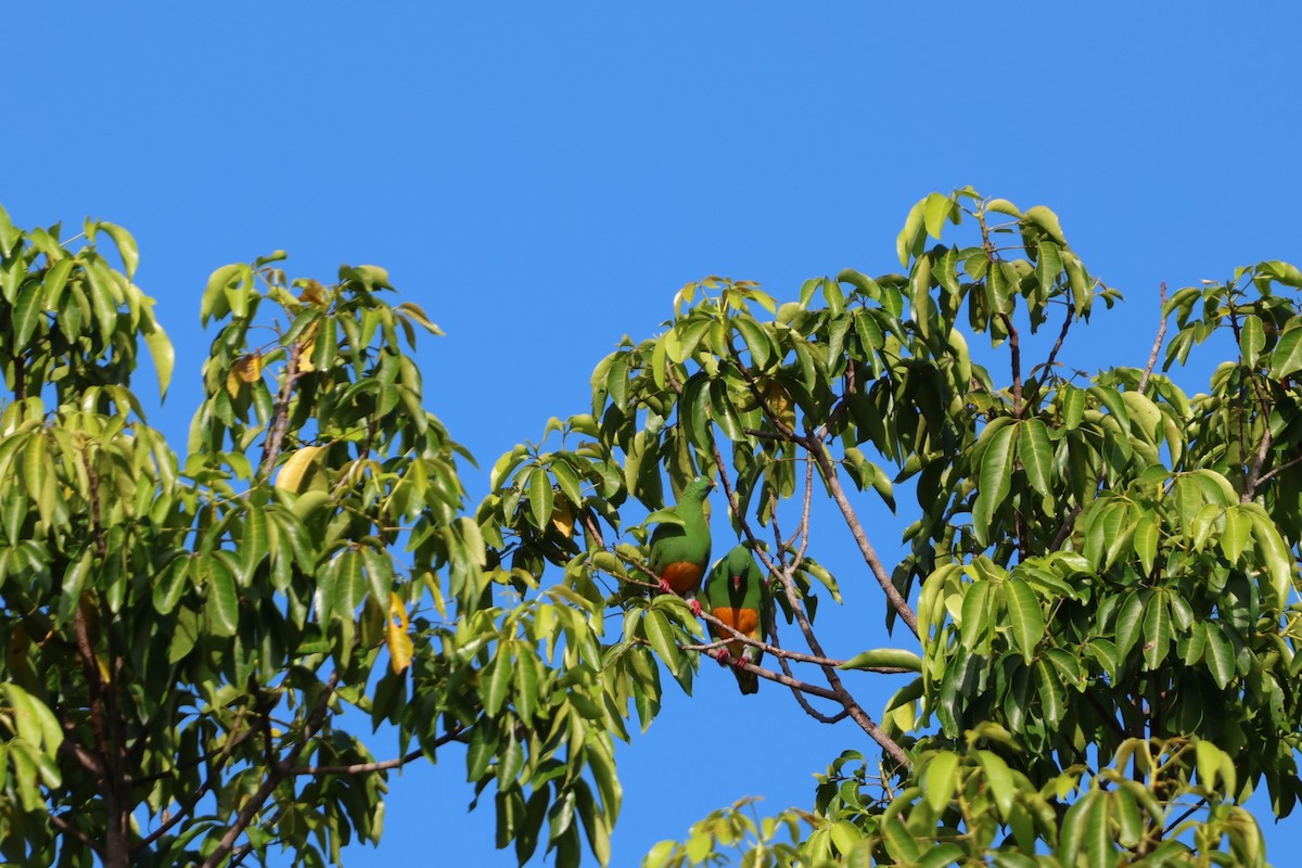 Orange-bellied Fruit-Dove - ML644120671