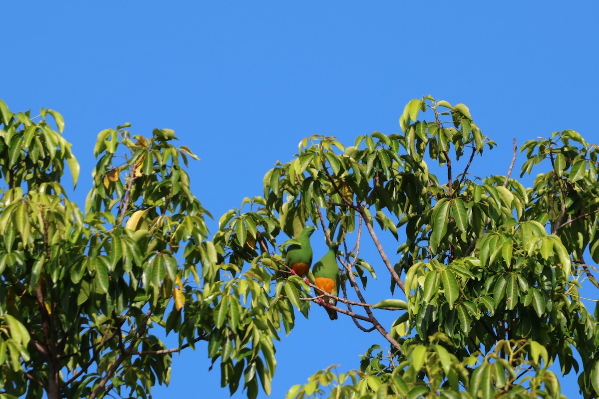 Orange-bellied Fruit-Dove - ML644120672
