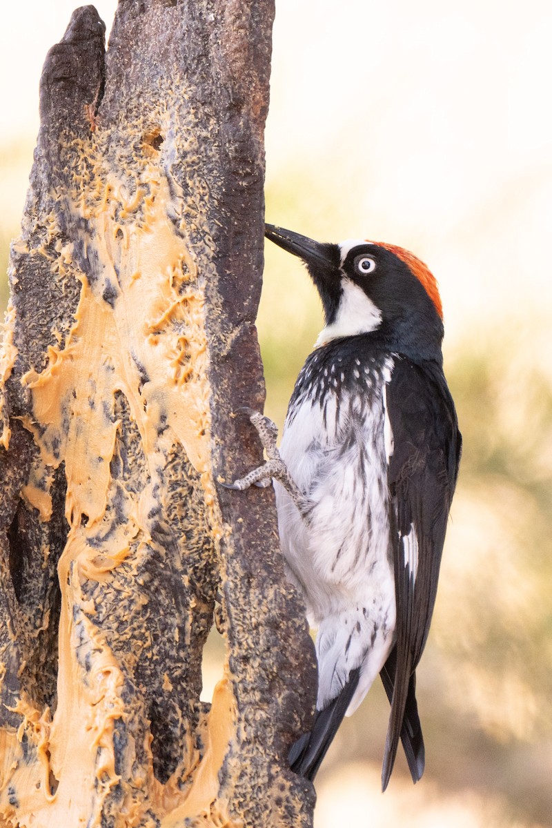 Acorn Woodpecker (Acorn) - ML644120676