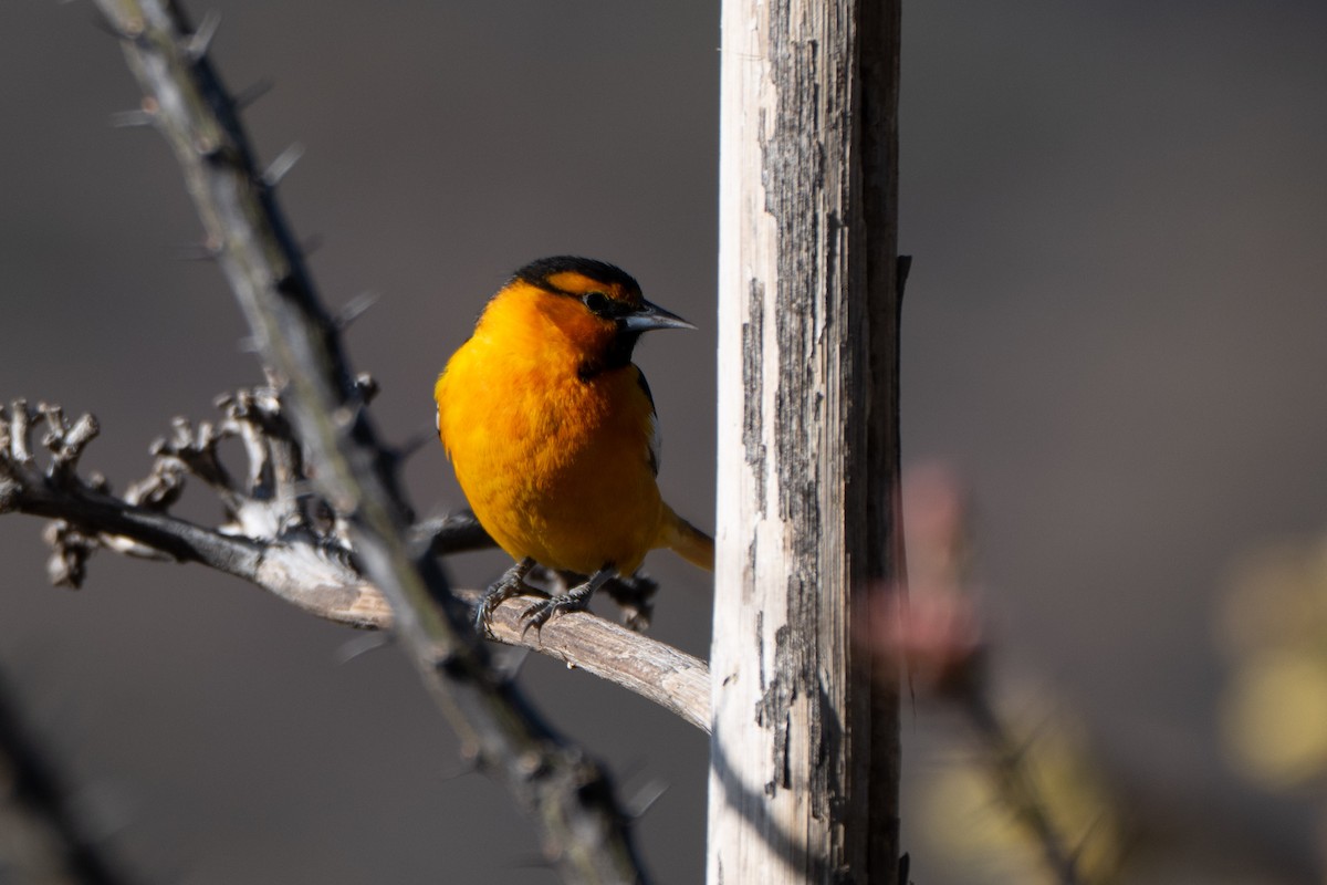 Bullock's Oriole - ML644120691