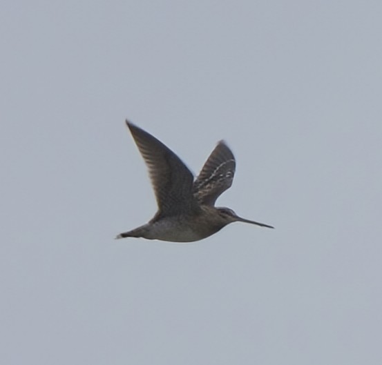 Wilson's Snipe - ML644120703