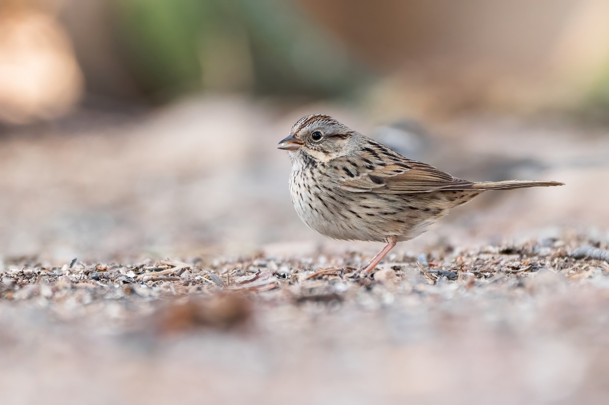 Lincoln's Sparrow - ML644120715