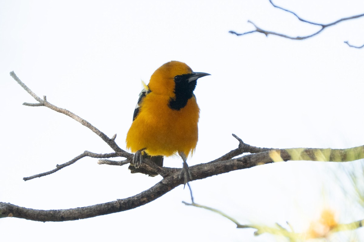 Hooded Oriole (nelsoni Group) - ML644120717
