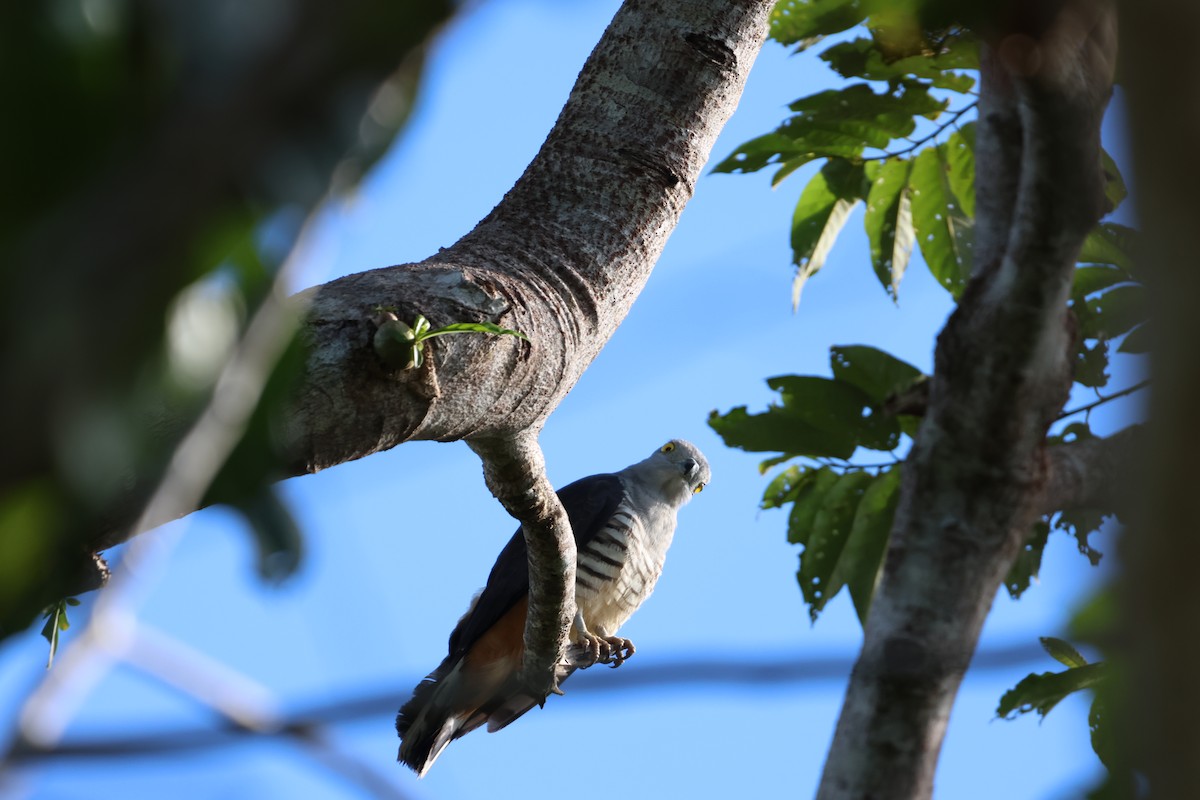 Pacific Baza - ML644120720