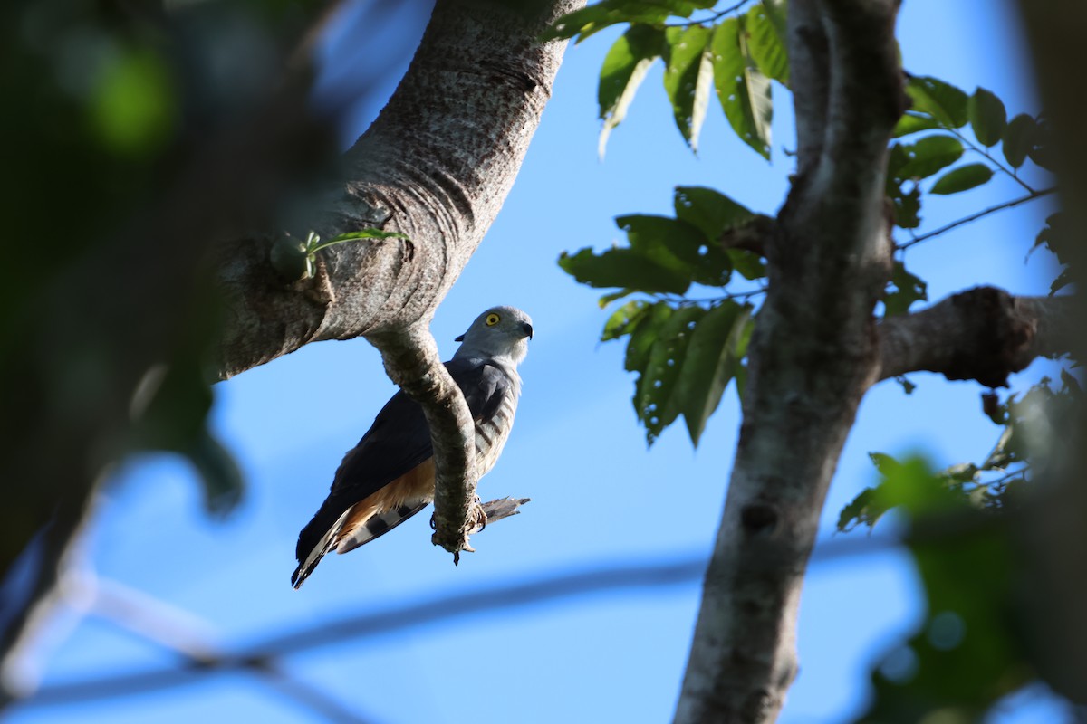 Pacific Baza - ML644120721