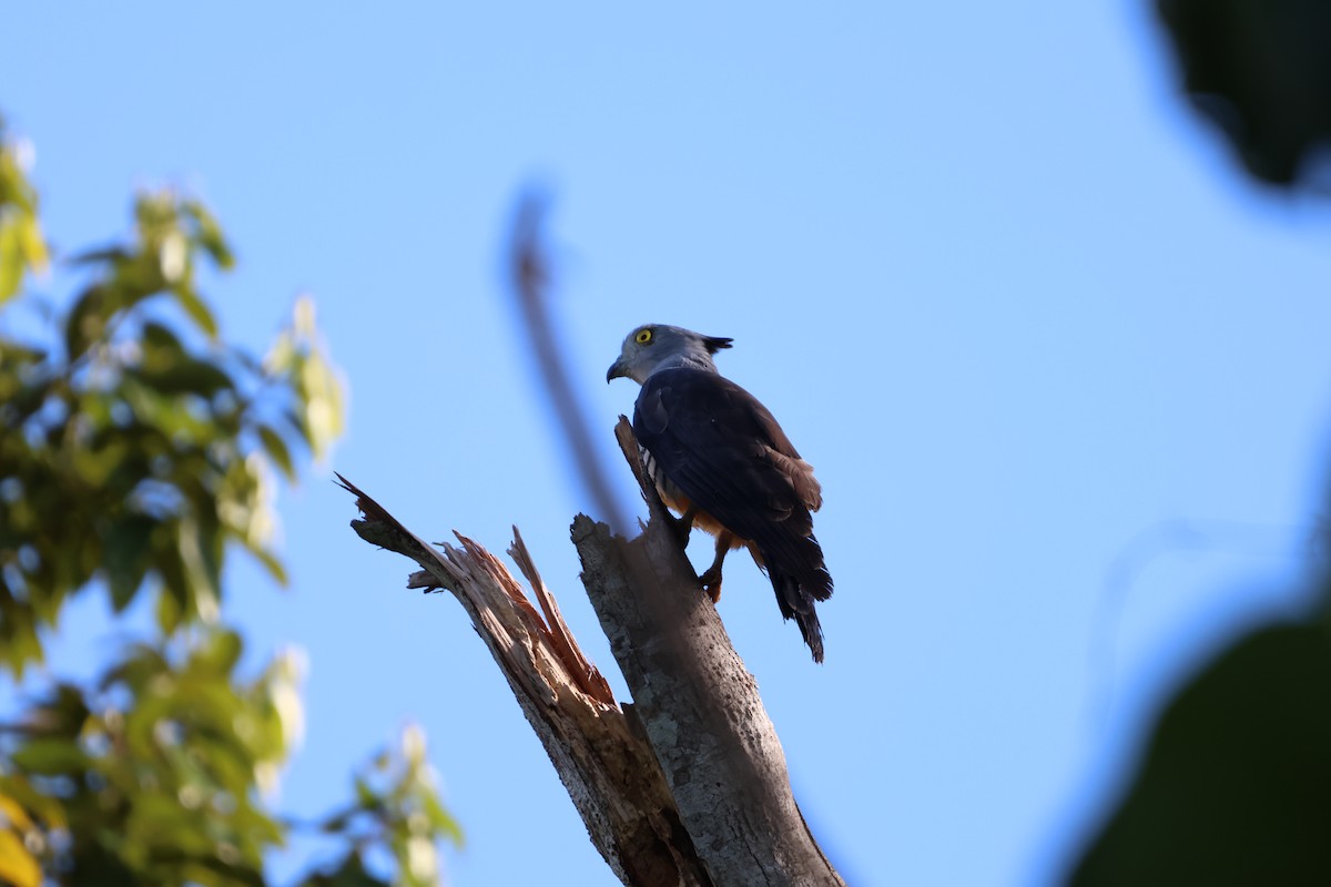 Pacific Baza - ML644120722