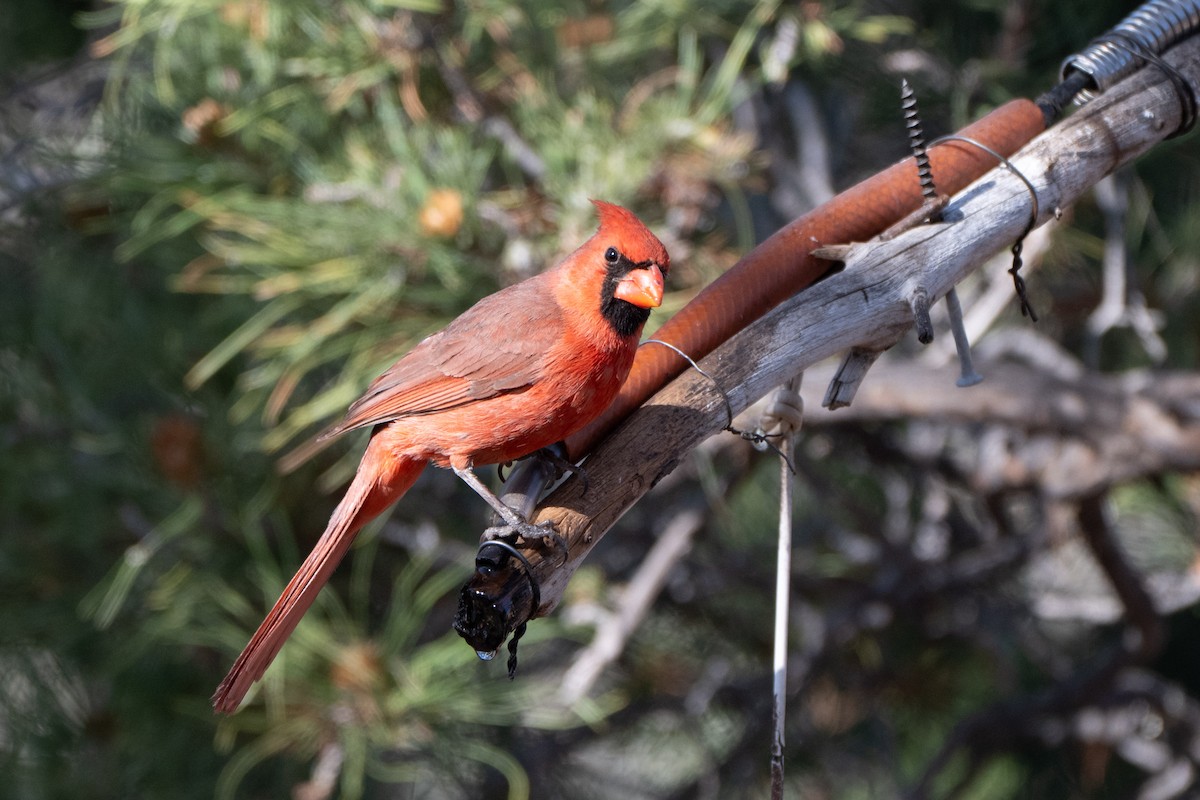Northern Cardinal - ML644120723