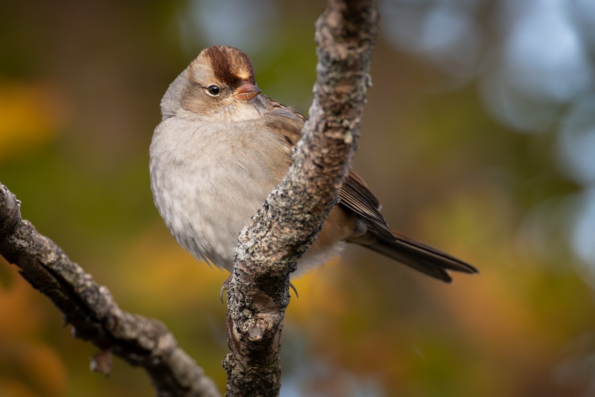 White-crowned Sparrow - ML644120728