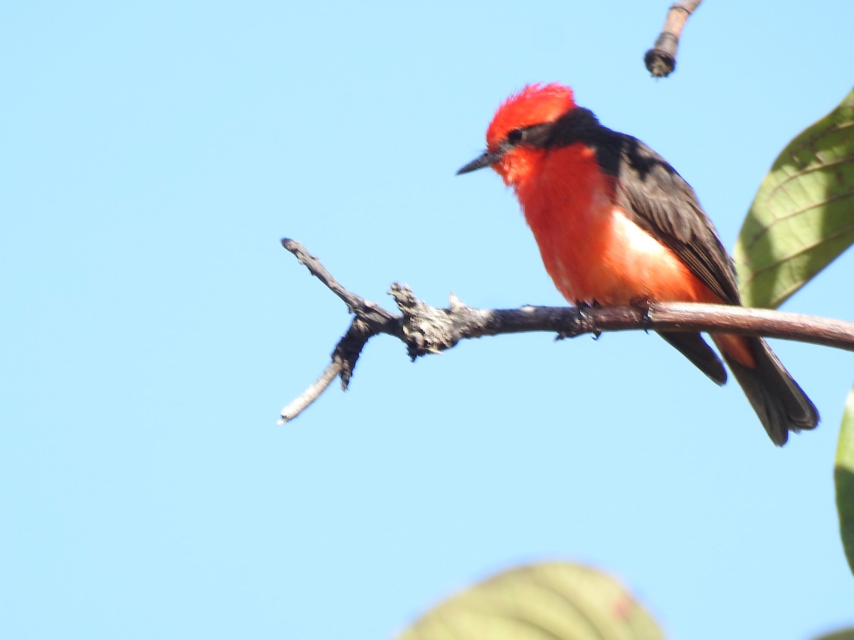 Vermilion Flycatcher - ML644120729