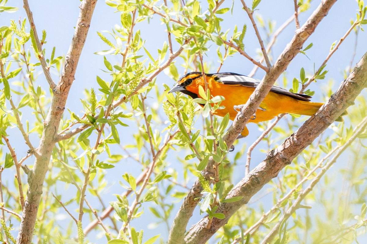Bullock's Oriole - ML644120737