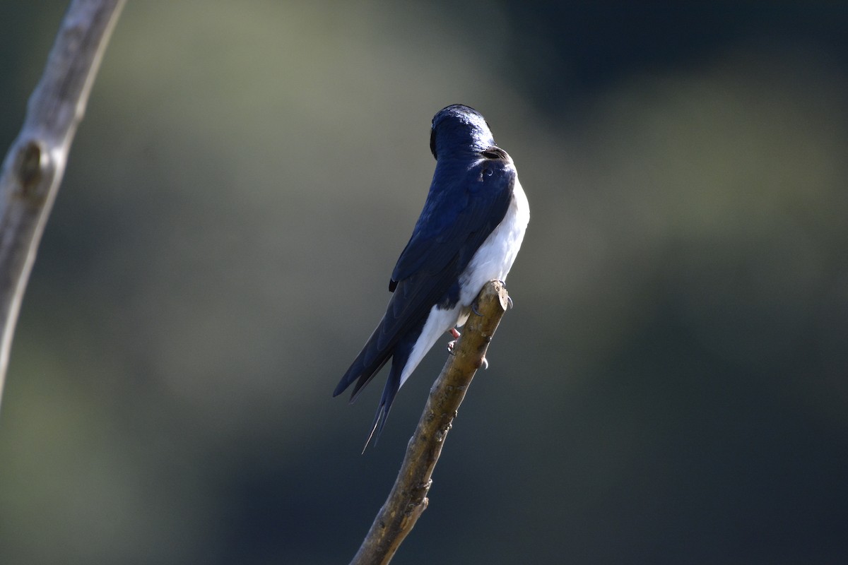 Gray-breasted Martin - ML644120744