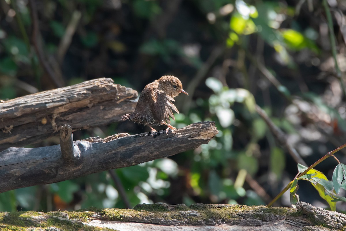 Winter Wren - ML644120746
