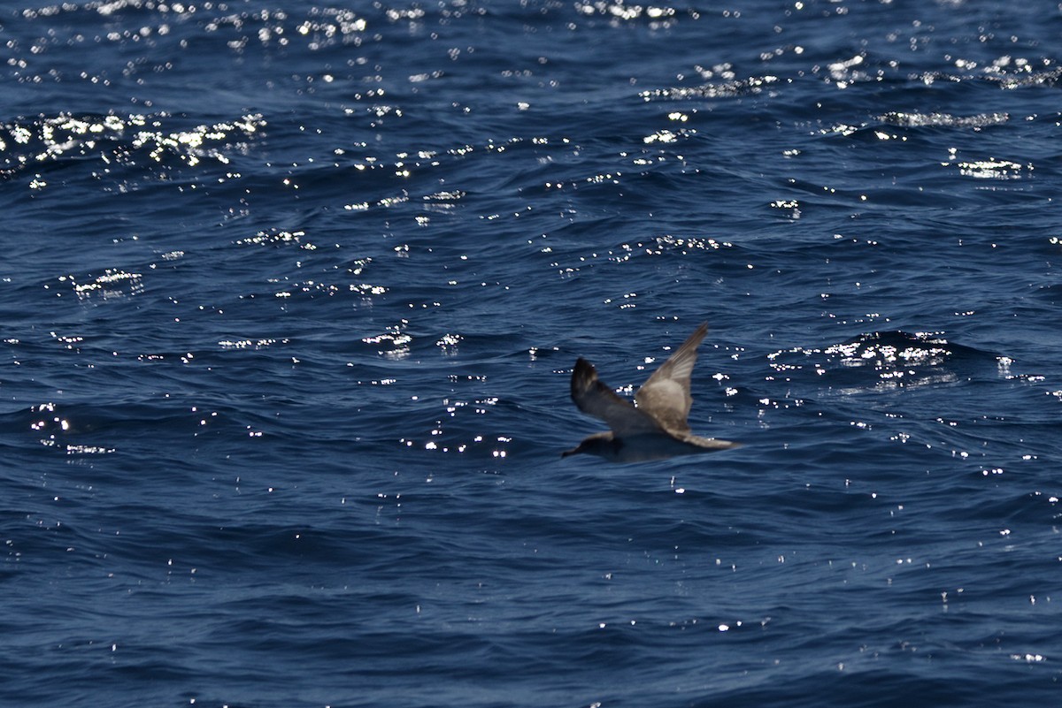 Scopoli's Shearwater - ML644120758