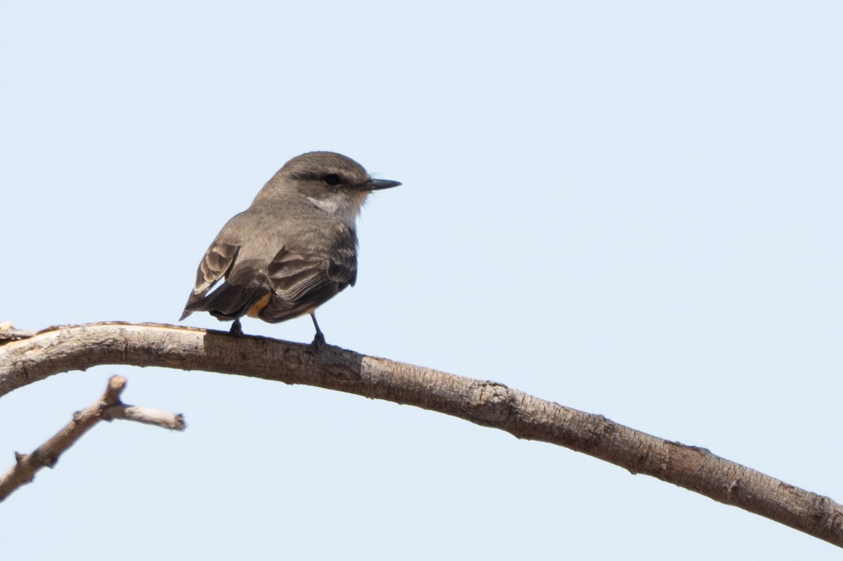 Vermilion Flycatcher (Northern) - ML644120765