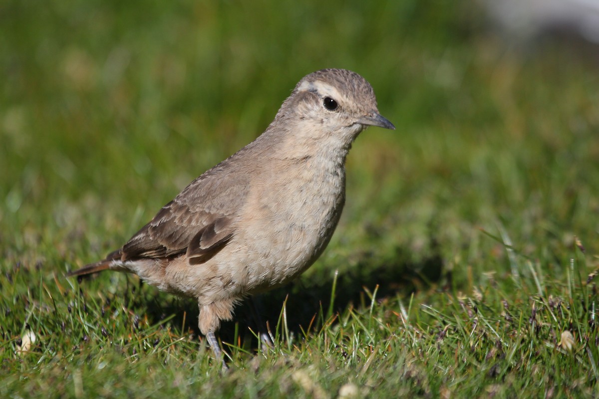 Rufous-banded Miner - ML644120768