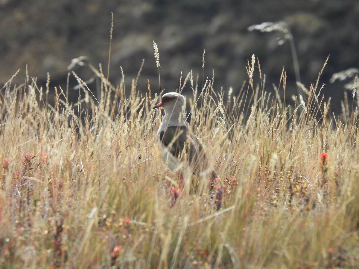 アンデスツメバゲリ - ML644120781