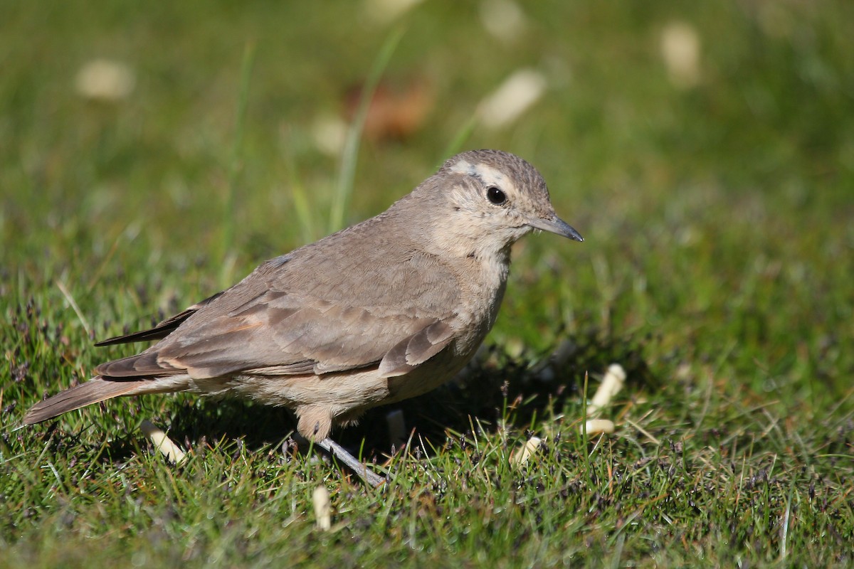 Rufous-banded Miner - ML644120784