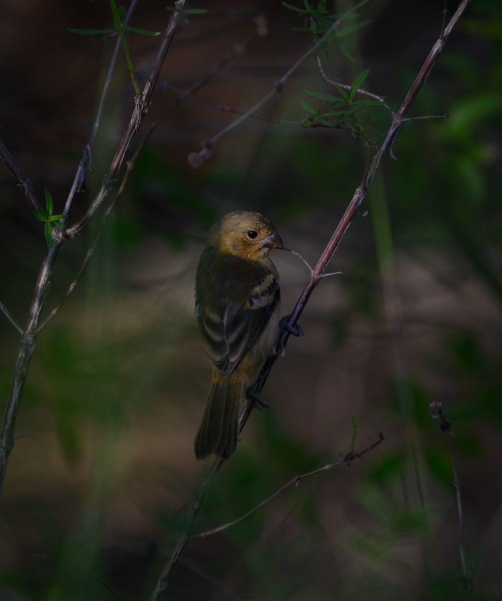 hvitkragefrøeter - ML644120788