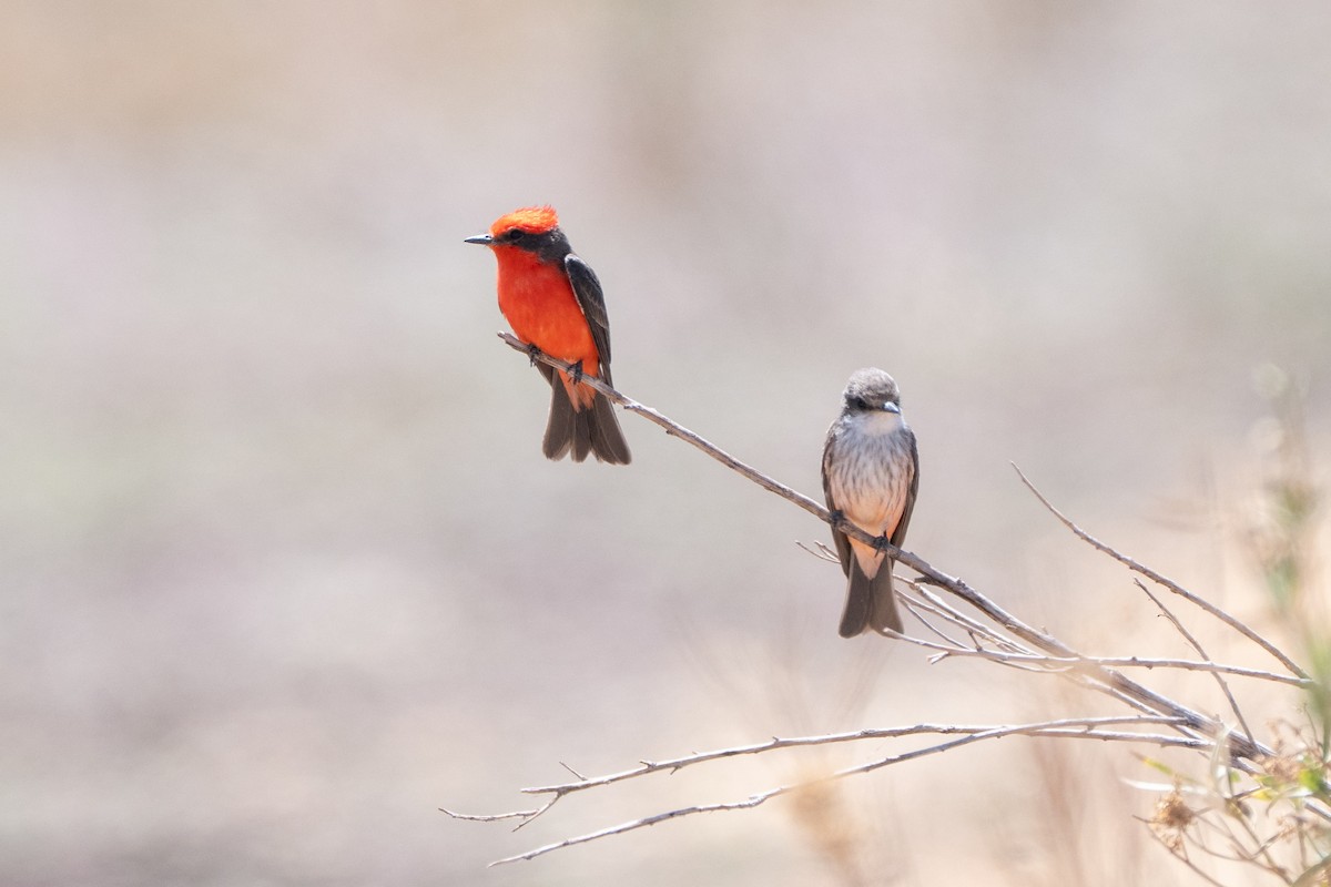 Vermilion Flycatcher (Northern) - ML644120789