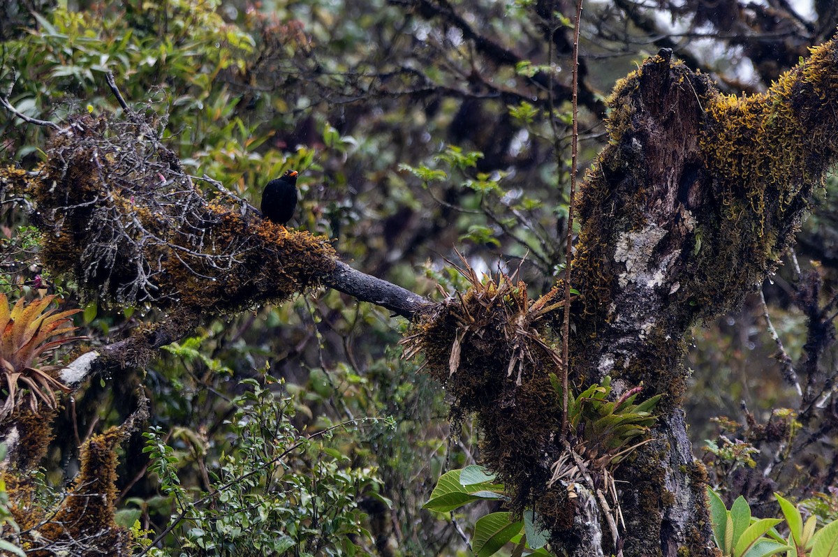 Merle lustré - ML644120795