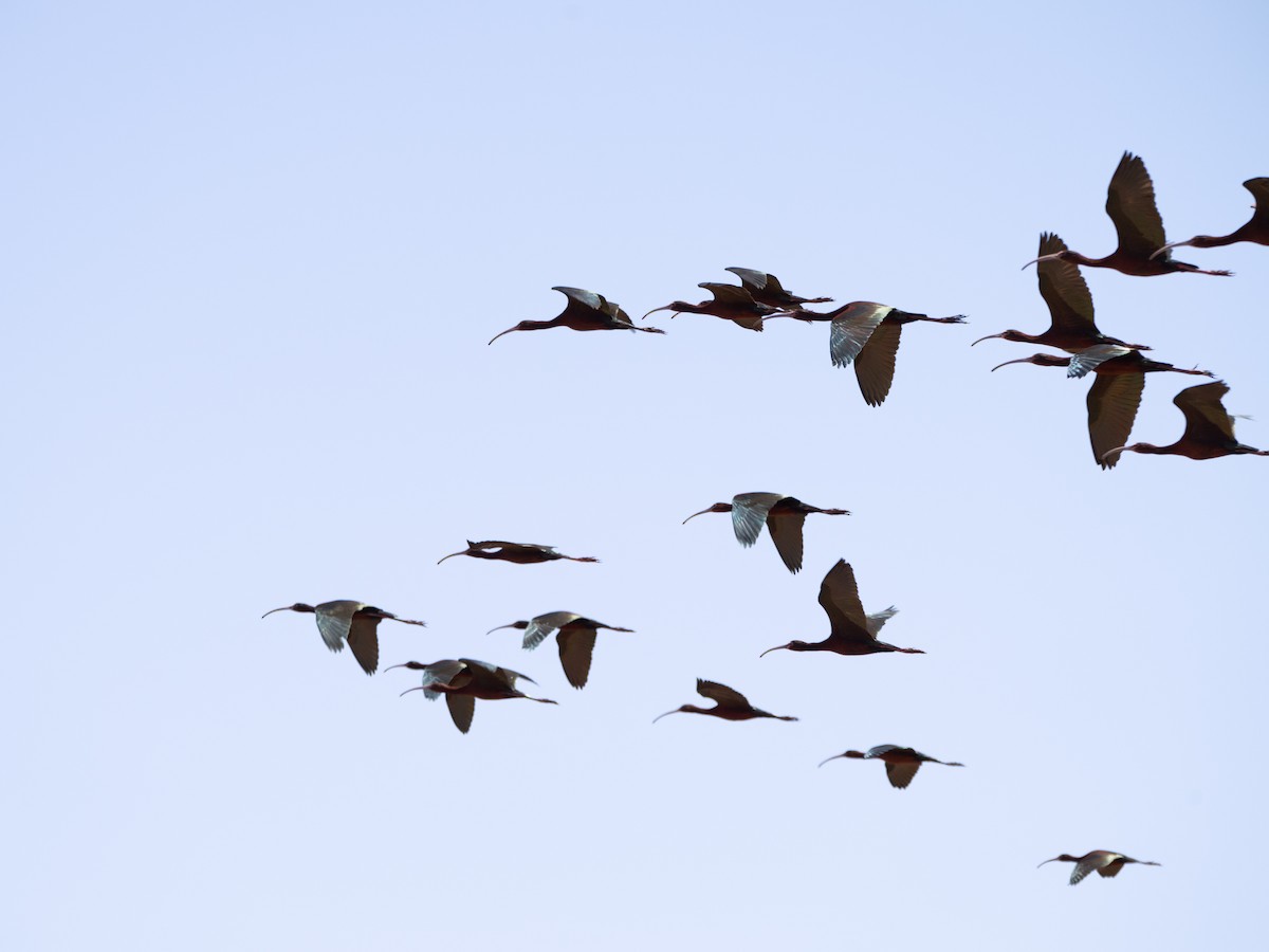 White-faced Ibis - ML644120810
