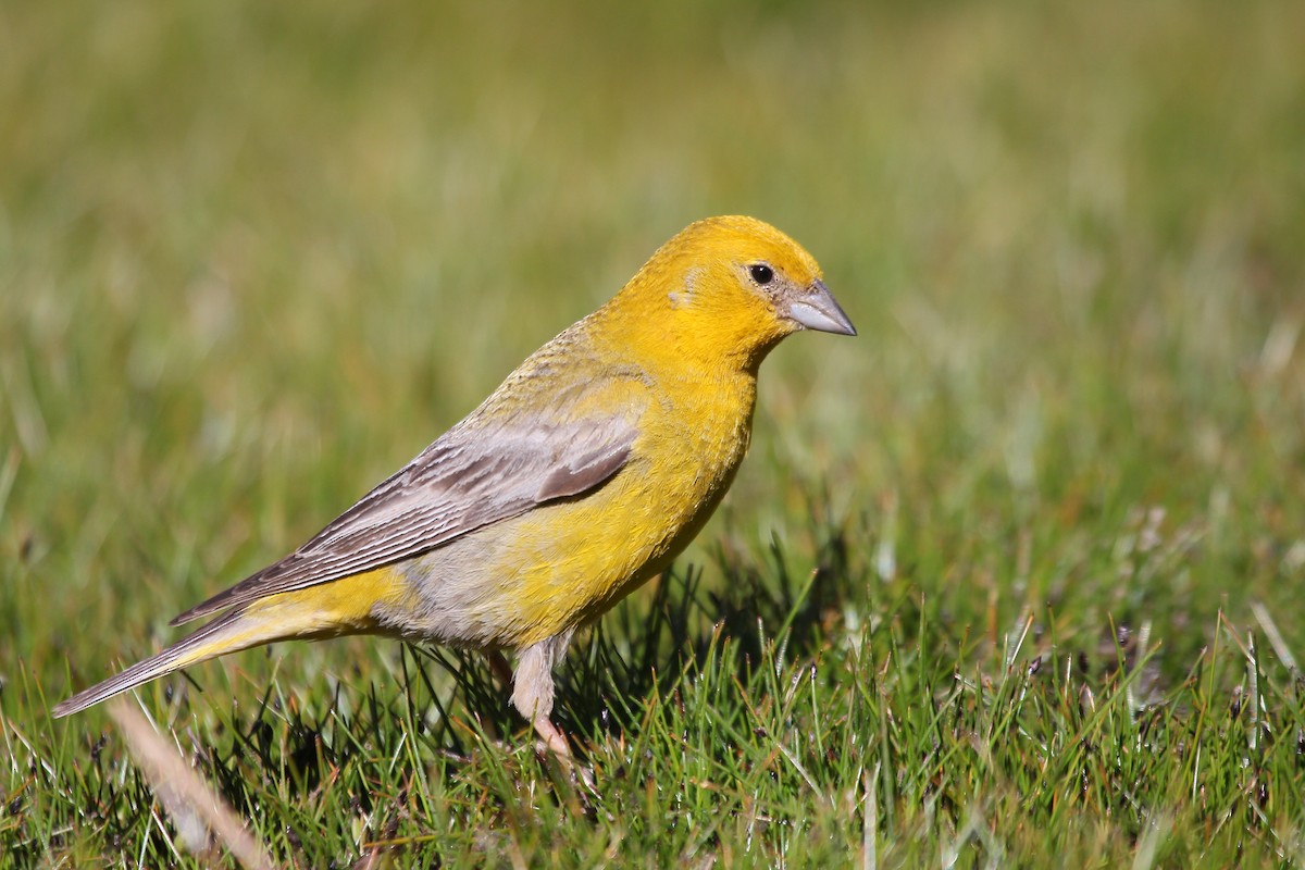 Greater Yellow-Finch - ML644120811