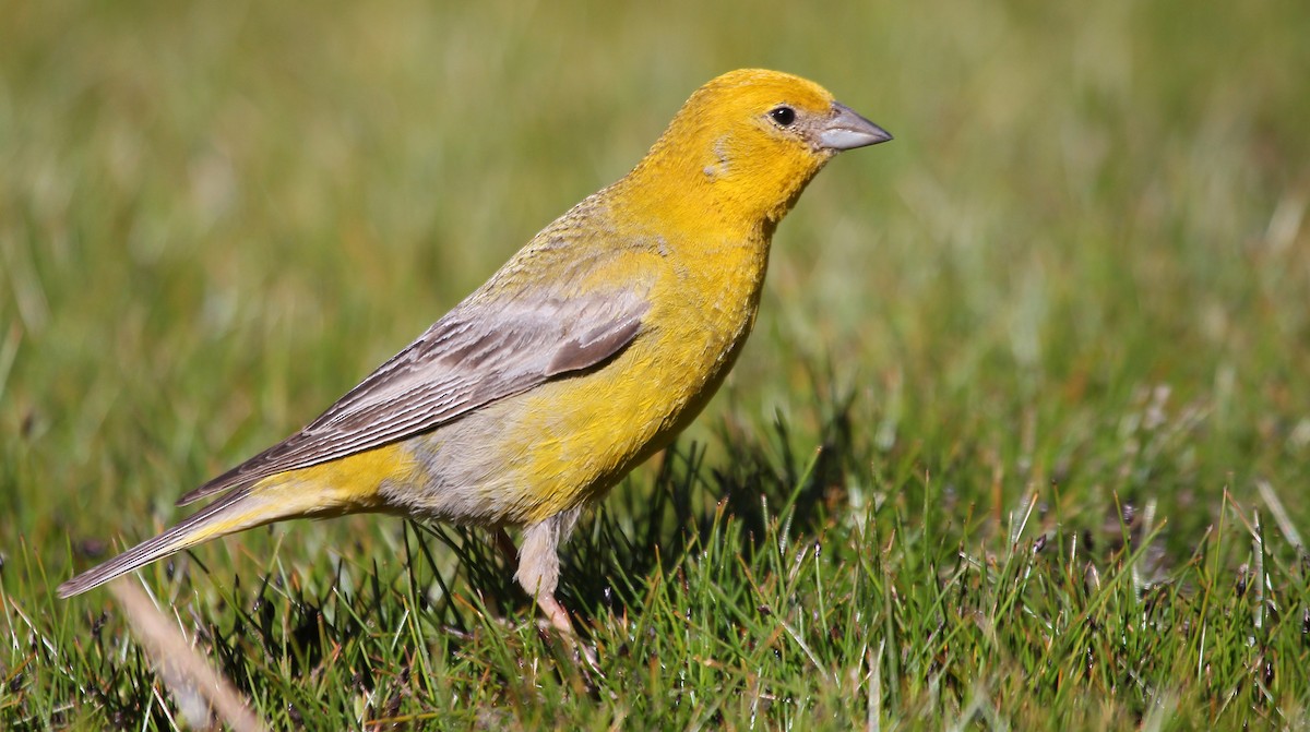 Greater Yellow-Finch - ML644120812