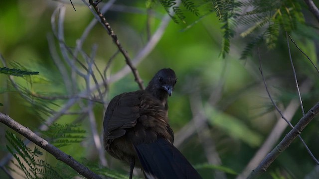 Plain Chachalaca - ML644120815