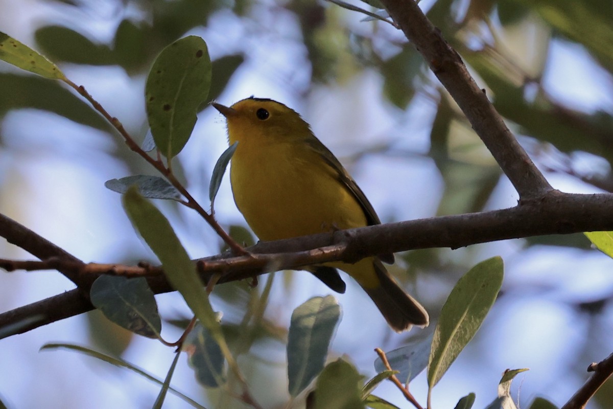 Wilson's Warbler (chryseola) - ML644120819