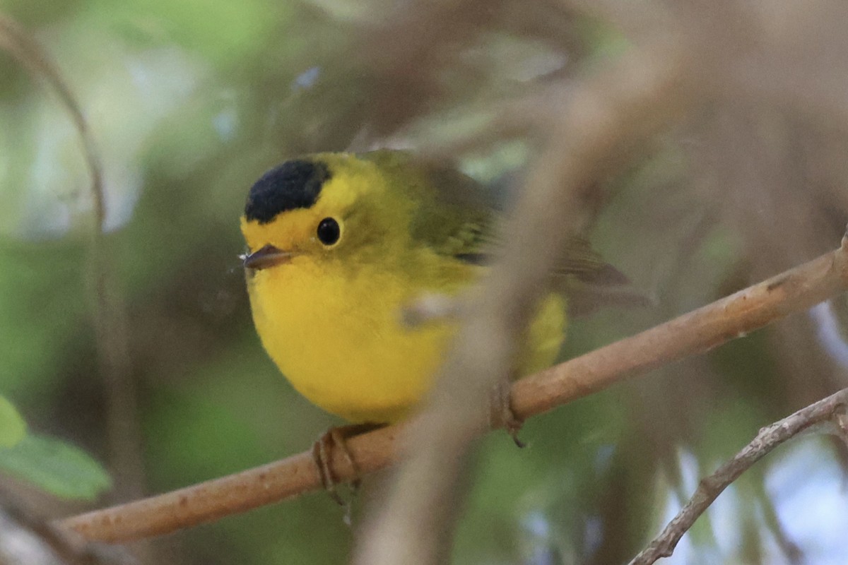 Wilson's Warbler (chryseola) - ML644120820