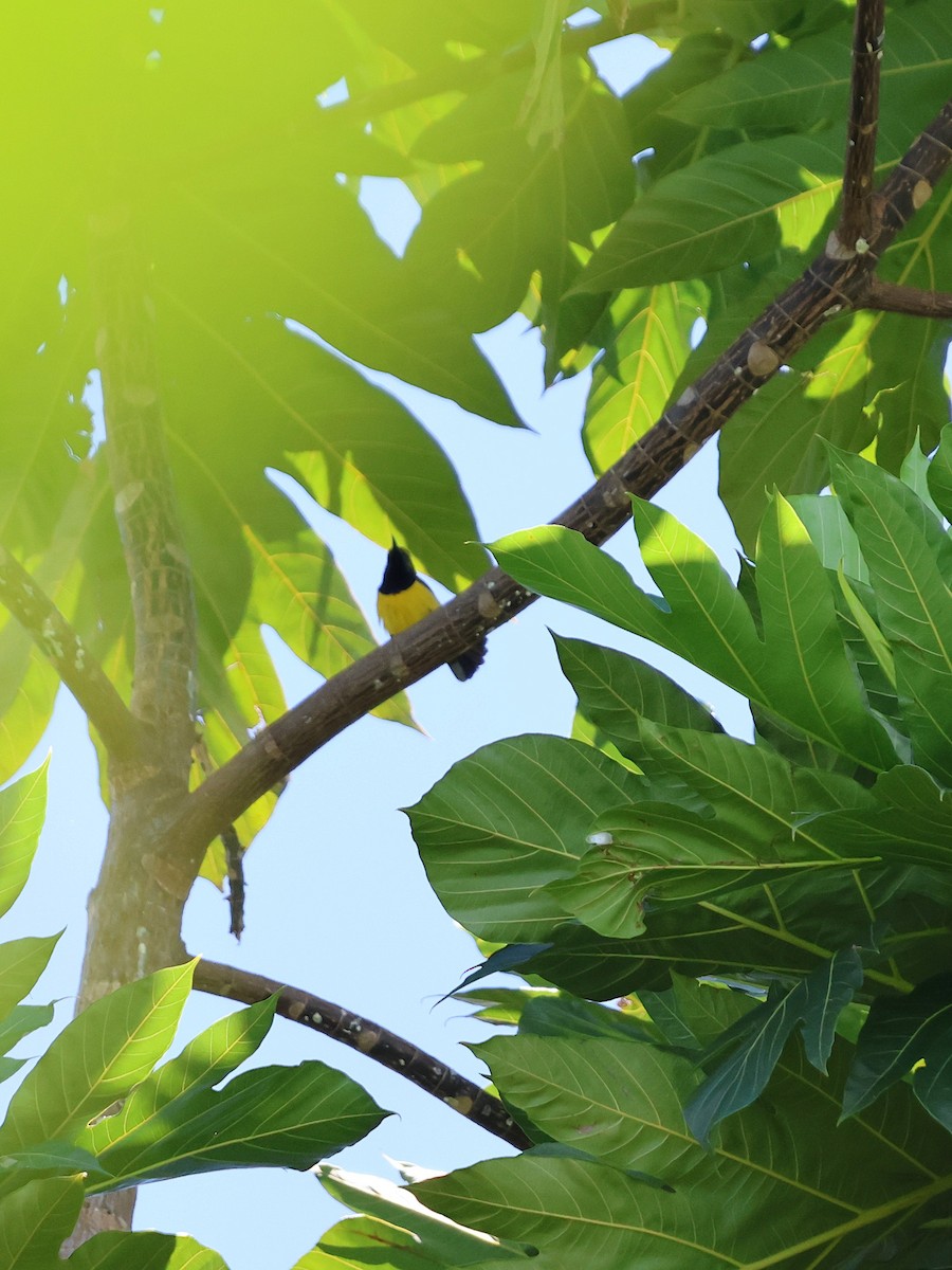 Sahul Sunbird - ML644120833