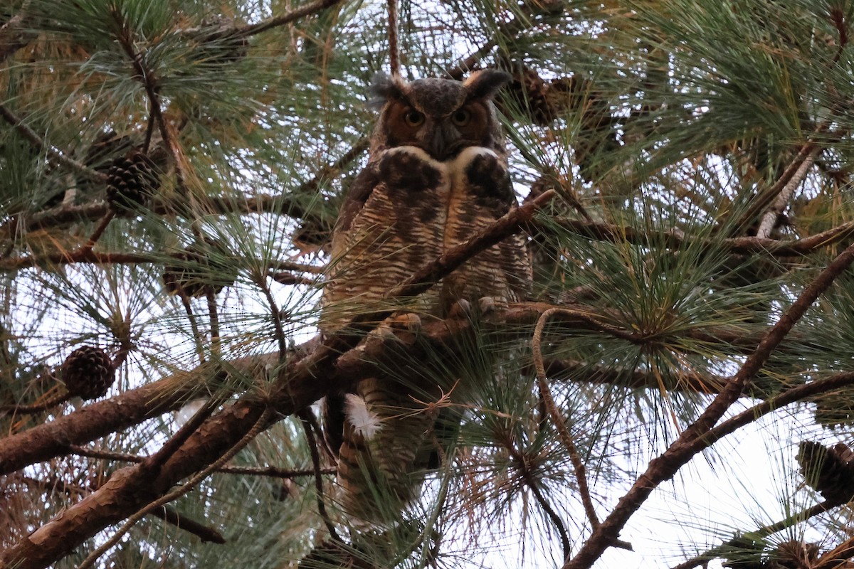 Great Horned Owl - ML644120838