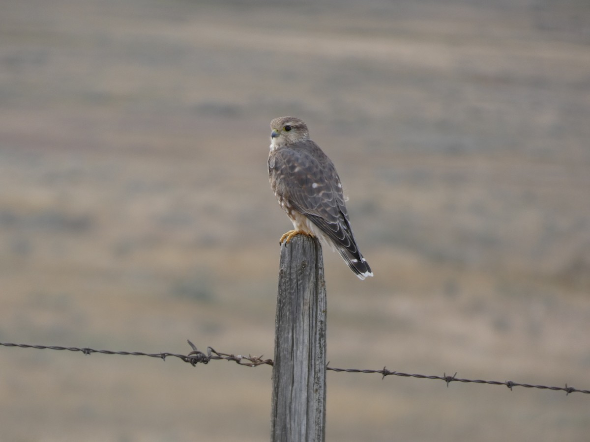 Merlin (Prairie) - ML644120839