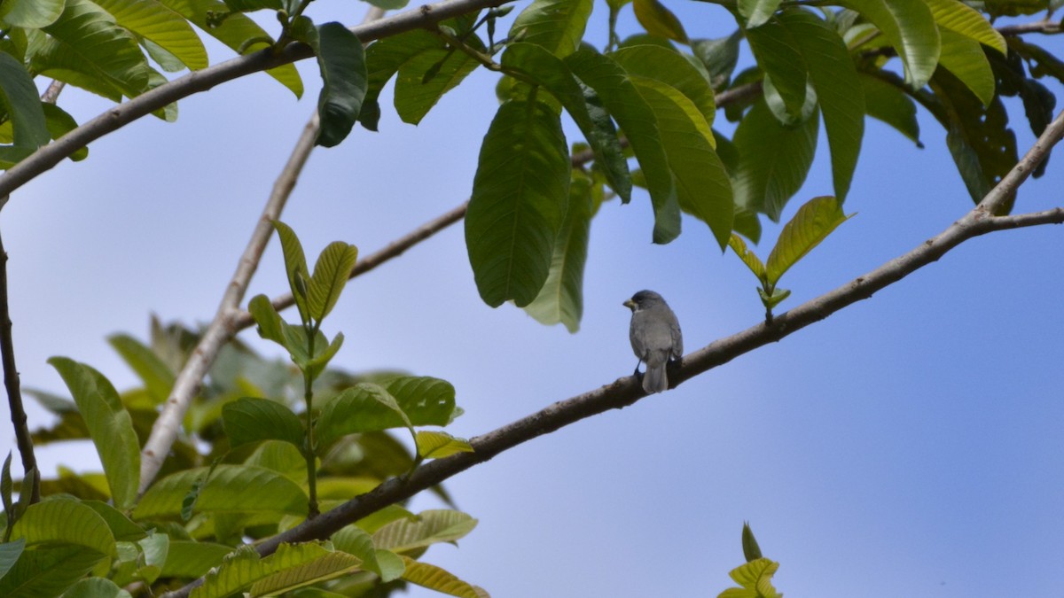 Double-collared Seedeater - ML644120841