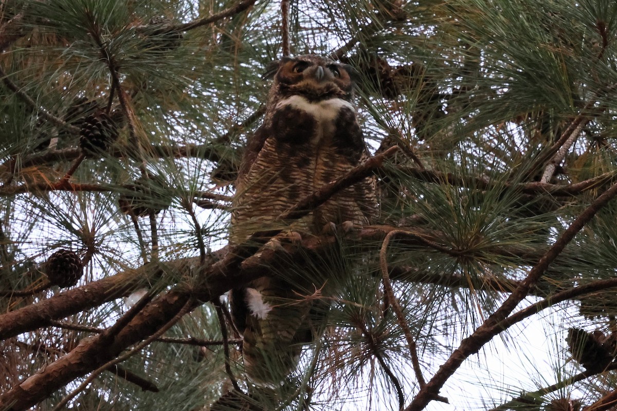 Great Horned Owl - ML644120842