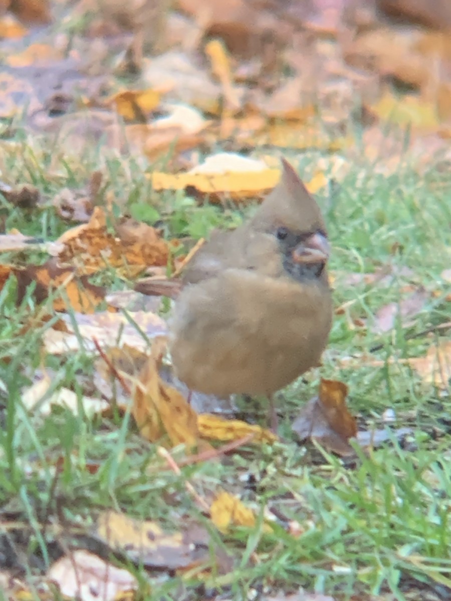 Cardinal rouge - ML644120850