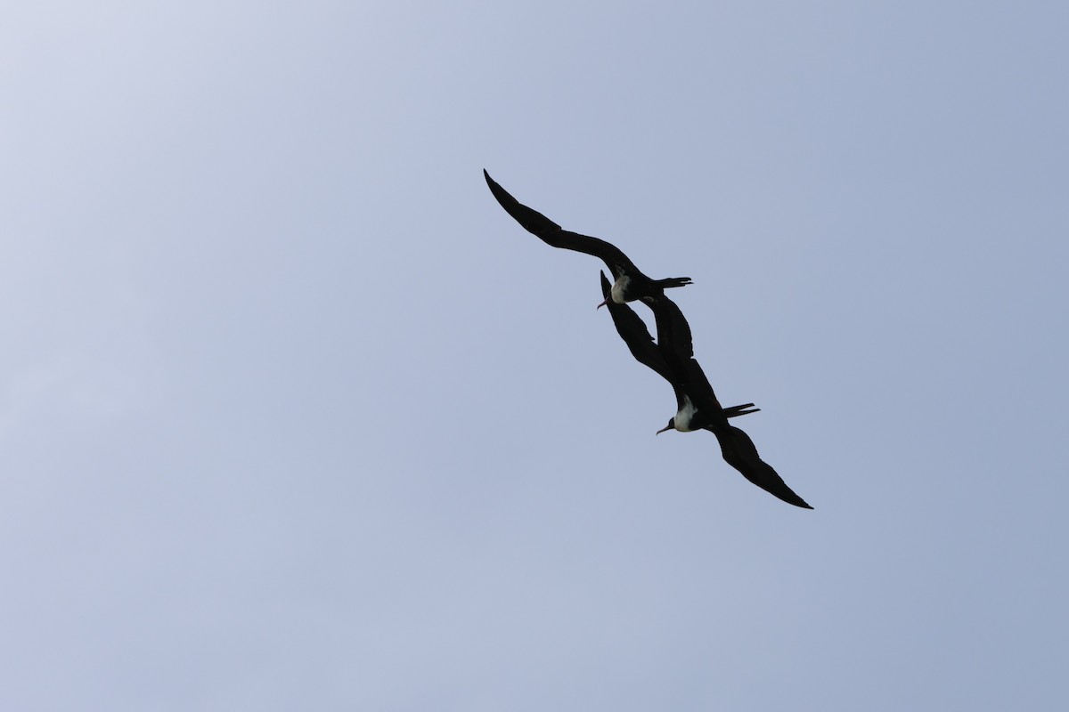 Lesser Frigatebird - ML644120854