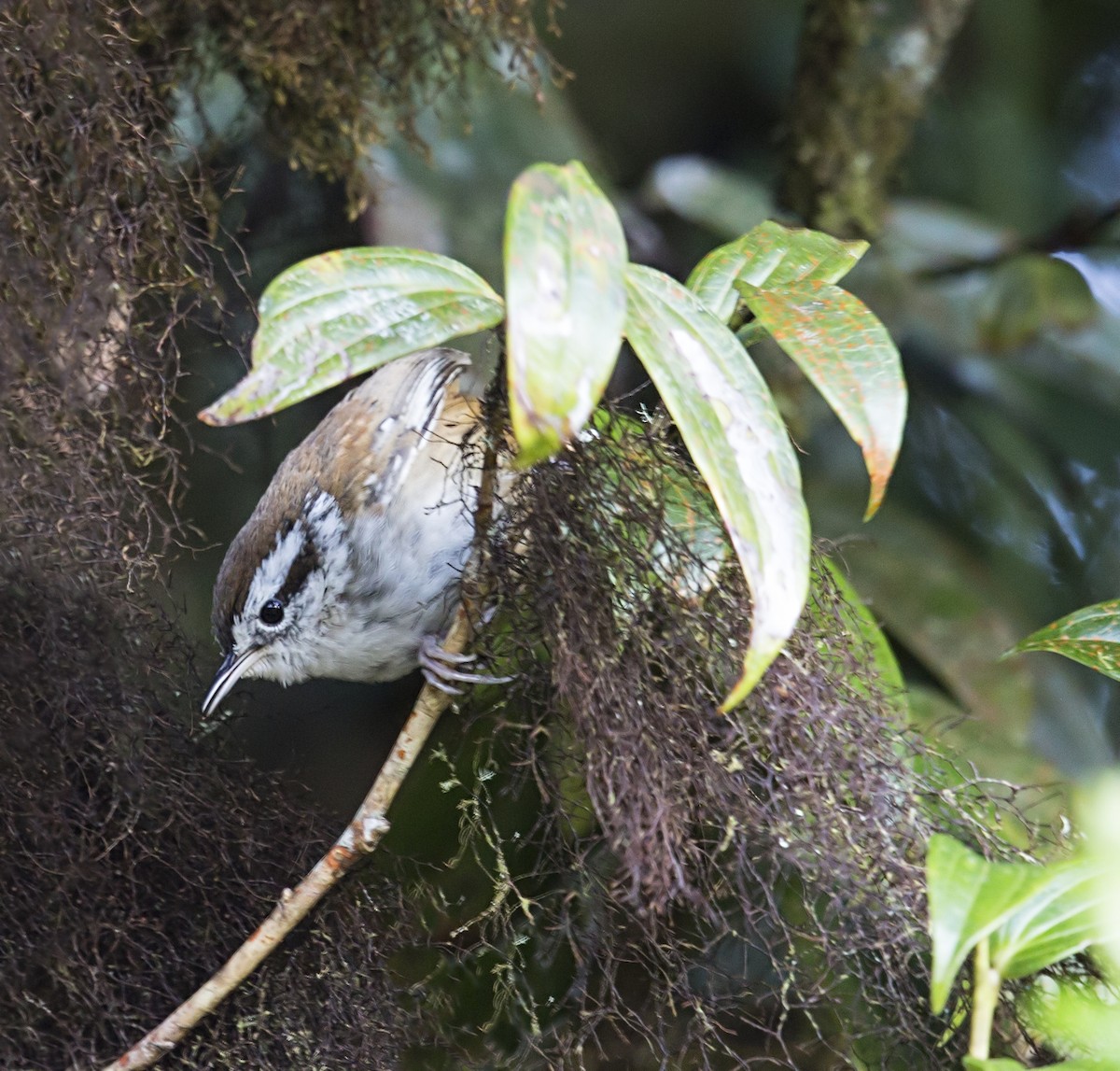 Timberline Wren - ML644120855