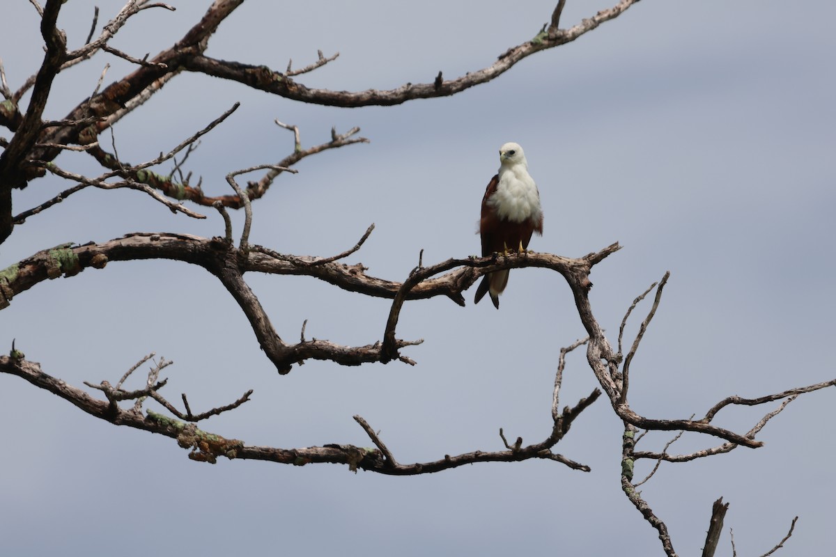 Brahminy Kite - ML644120858