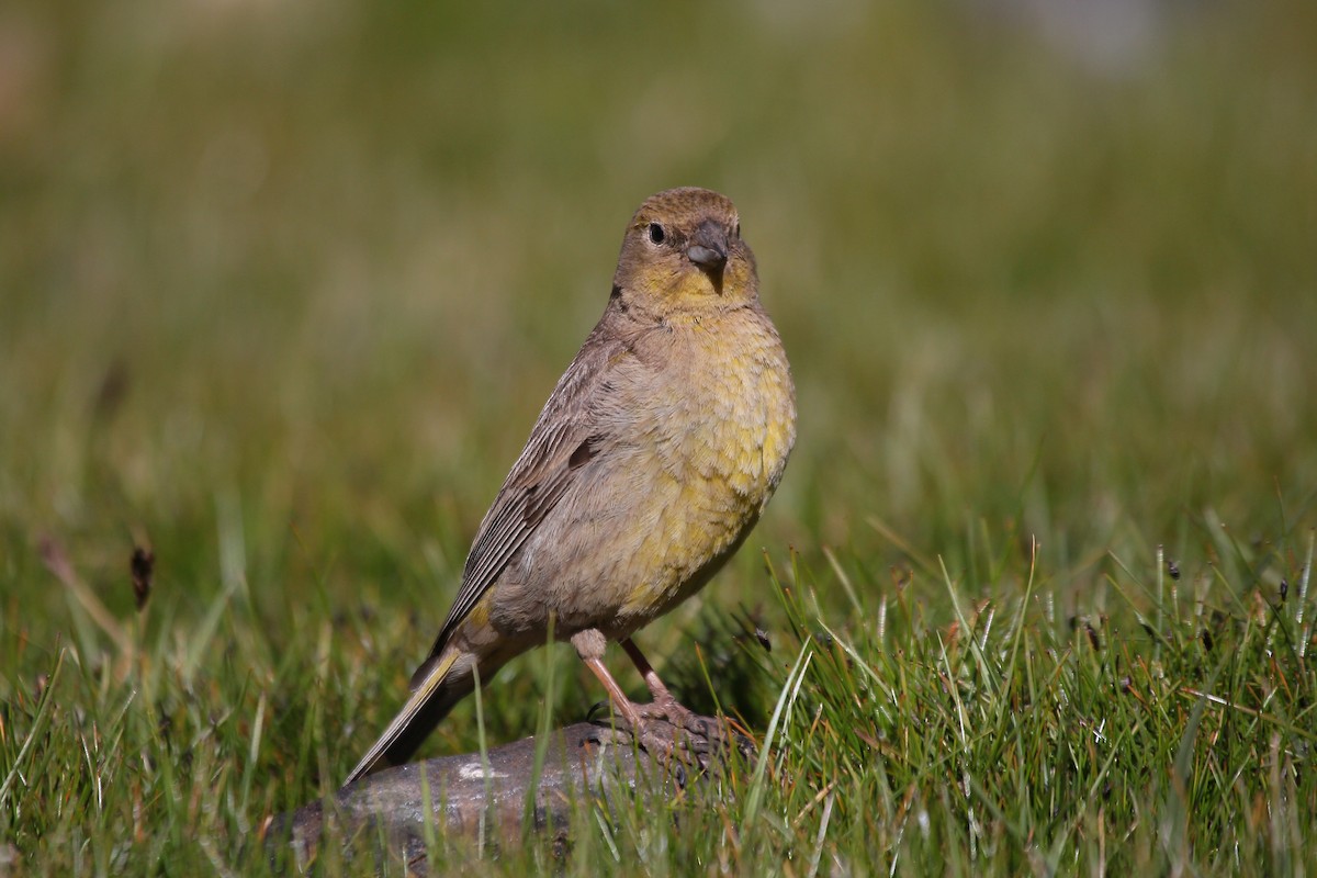 Greater Yellow-Finch - ML644120859