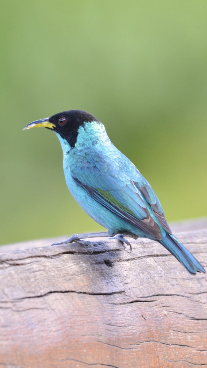 Kappennaschvogel - ML644120860