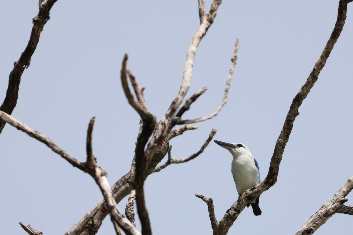 Альціон білоголовий - ML644120866