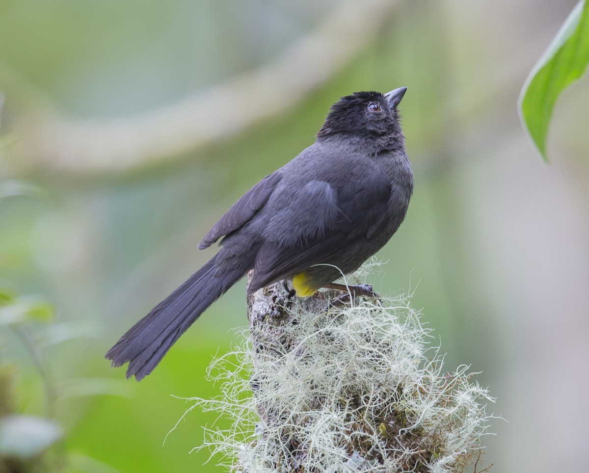 Заросляк коста-риканський - ML644120868