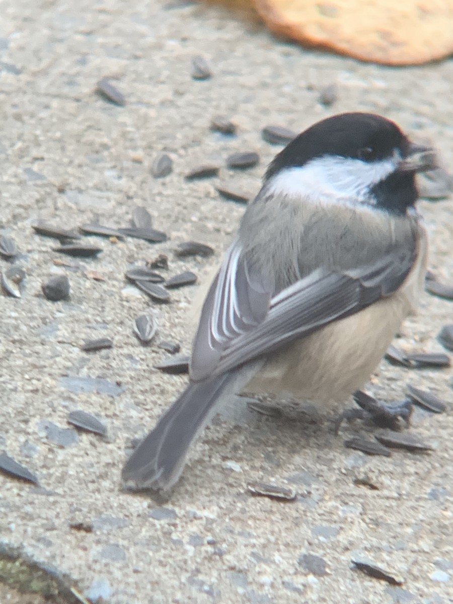 Mésange à tête noire - ML644120869