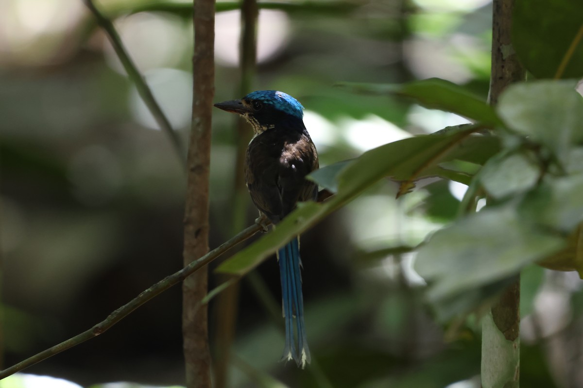 Common Paradise-Kingfisher - ML644120884